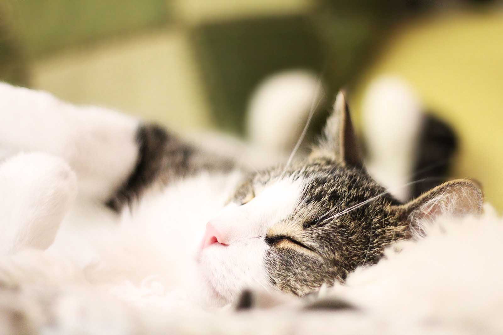 Schlaflose Nächte ade: Tipps gegen nächtliches Miauen deiner Katze