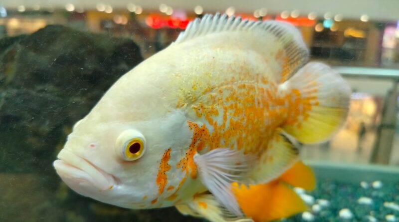 Die faszinierende Wirkung von Farben auf das Verhalten von Fischen
