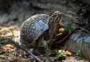 Die heilende Kraft der Schildkröten in der alternativen Medizin