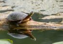 Faszinierende Einblicke: Schildkröten und ihre außergewöhnlichen Jagdtechniken
