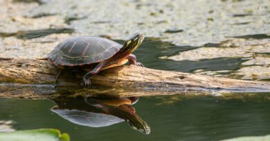 Faszinierende Einblicke: Schildkröten und ihre außergewöhnlichen Jagdtechniken