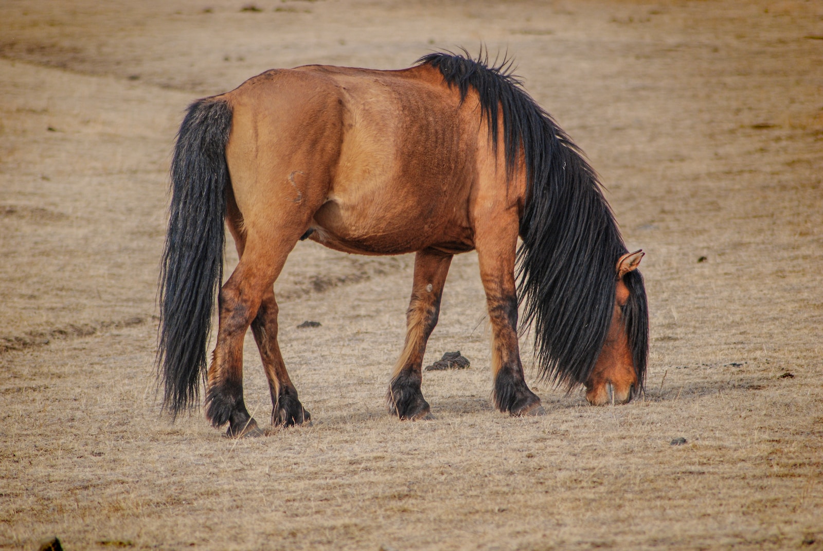 Die Bedeutung von Pferdeausbildung für junge Pferde: Eine entscheidende Phase der Entwicklung