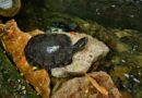 Schildkröten als Schlüssel zur Erforschung der Vergangenheit: Eine Reise in die Welt der Urzeit