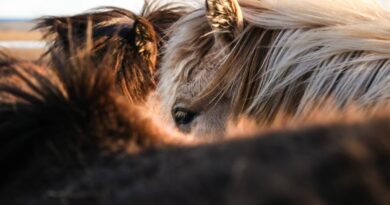 Die besten Methoden zur Stärkung des Immunsystems von Pferden: Expertentipps und Empfehlungen
