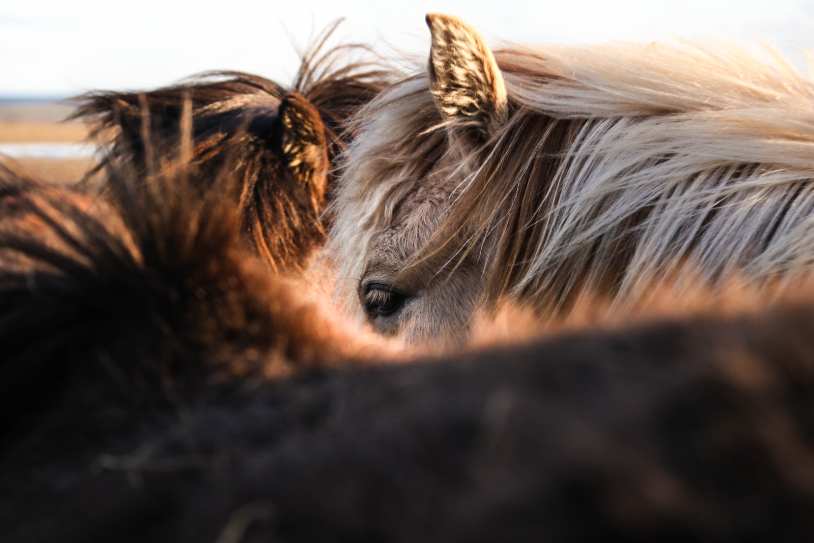 Die besten Methoden zur Stärkung des Immunsystems von Pferden: Expertentipps und Empfehlungen