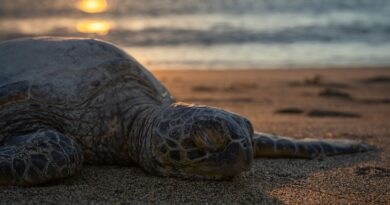 Schildkröten und ihr wertvoller Beitrag zur Erhaltung der Meeresökosysteme