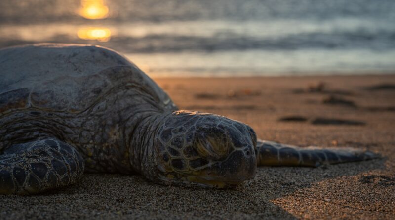 Schildkröten und ihr wertvoller Beitrag zur Erhaltung der Meeresökosysteme