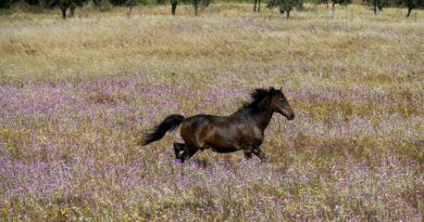 Wie man Pferde auf den Frühling vorbereitet: Tipps und Tricks für eine sanfte Übergangszeit