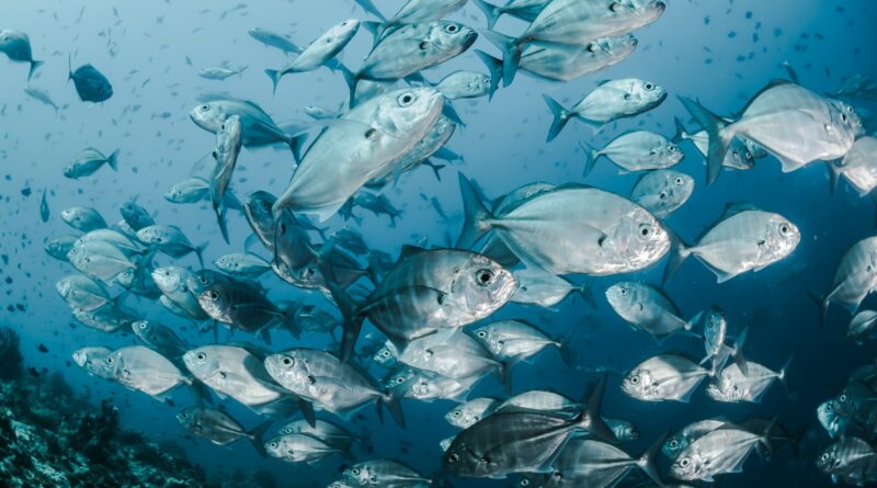 Der Einfluss von Wasserströmung auf Fische: Auswirkungen und Bedeutung für das Ökosystem