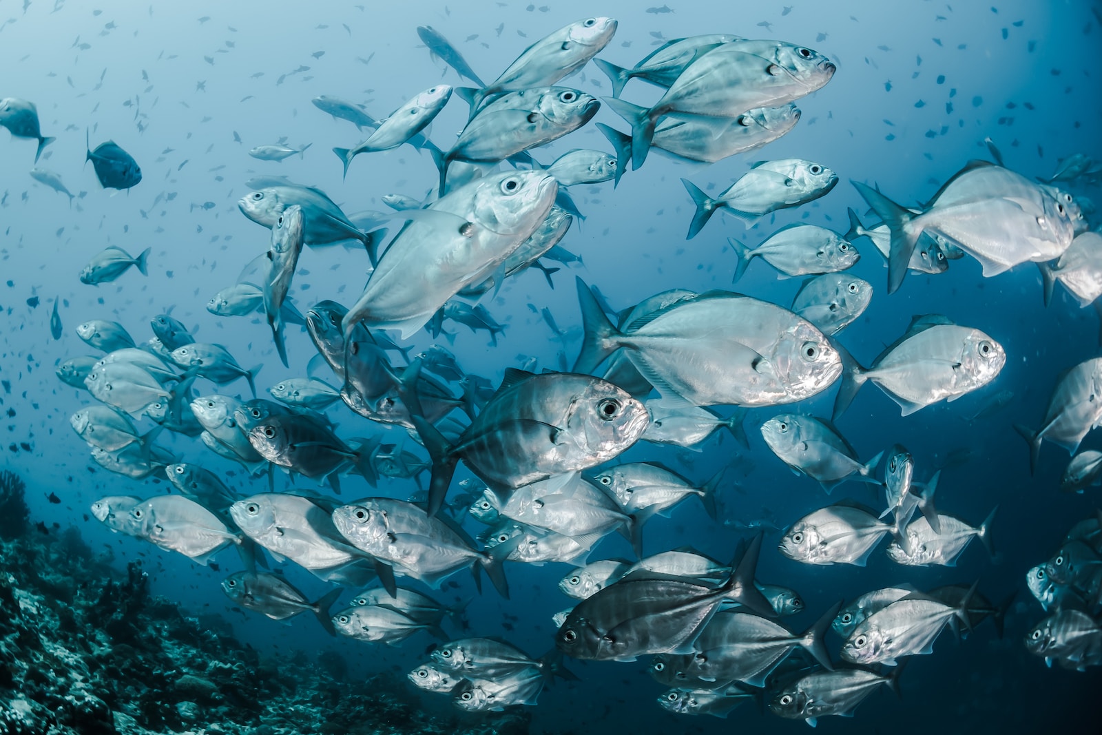 Der Einfluss von Wasserströmung auf Fische: Auswirkungen und Bedeutung für das Ökosystem