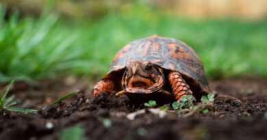 Die Einzigartige Ernährung der Schildkröten: Alles, was Sie wissen müssen
