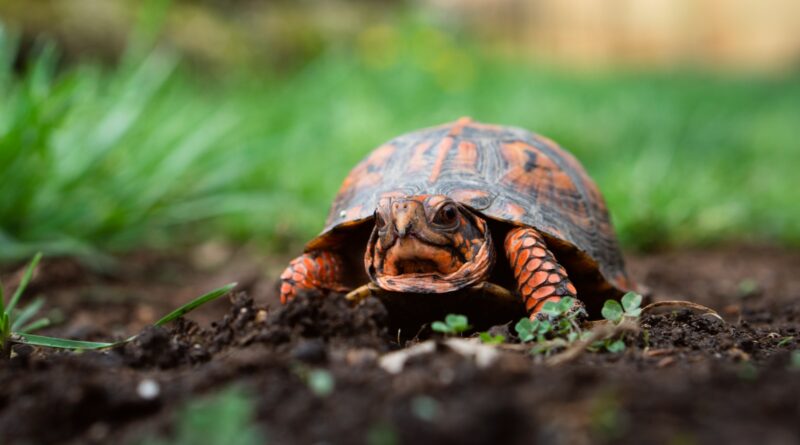 Die Einzigartige Ernährung der Schildkröten: Alles, was Sie wissen müssen
