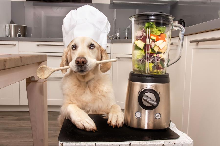 Labrador mit Kochmütze gesunde Ernährung
