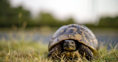 Tortoise in Grass