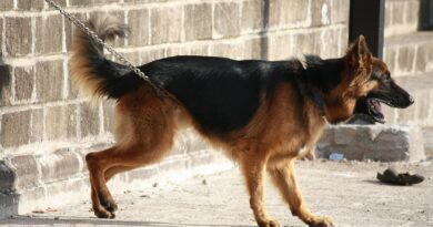 german shephard, dog, animal