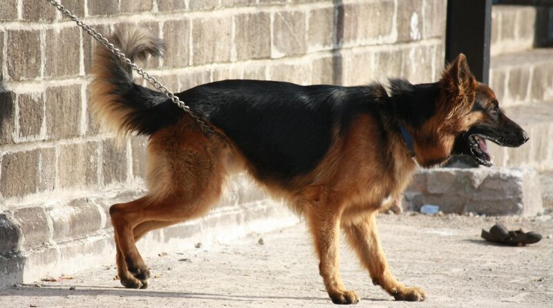 german shephard, dog, animal