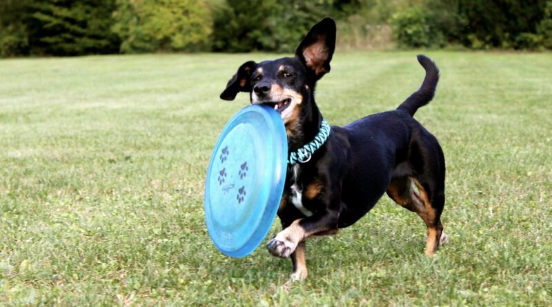 dachshund, frisbee, dog