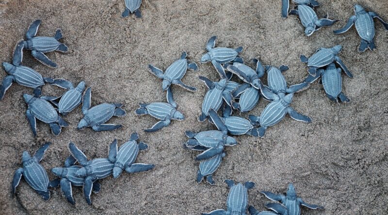 A Group Of Blue Sea Turtles