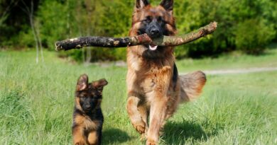 shepherd dog, dog, domestic animal