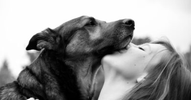 dog, human, connectedness
