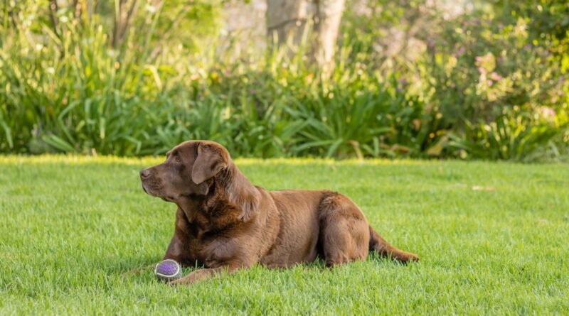 brown labrador on grass