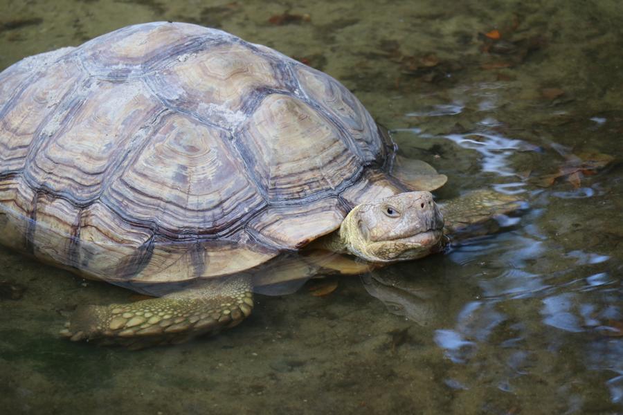 Alte Schildkröte im Wasser