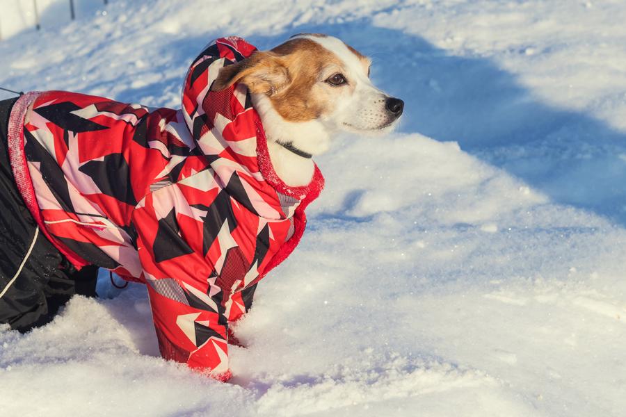 Hund im Schnee mit Kälteschutz