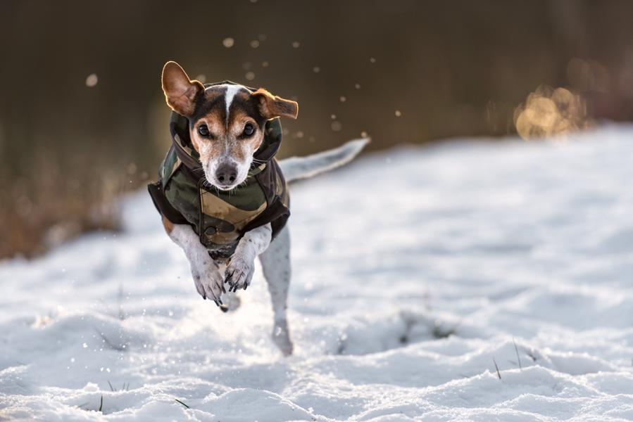 Hund mit Jacke spielt im Schnee