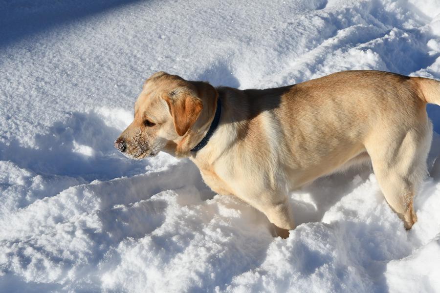 Labrador im kalten Schnee