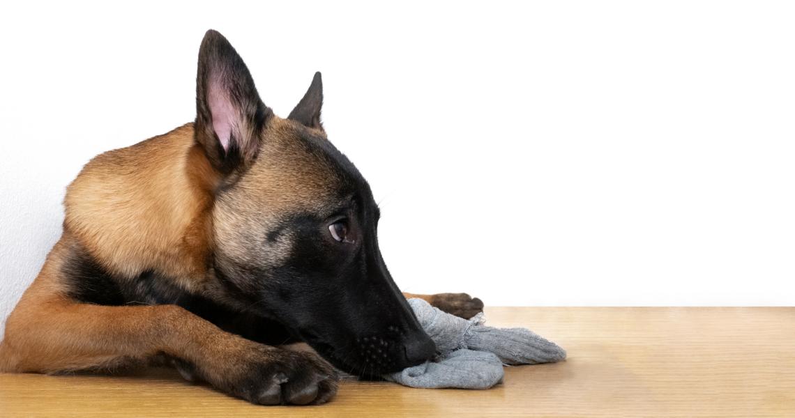 Unschuldiger Schäferhund mit Socken im Mund