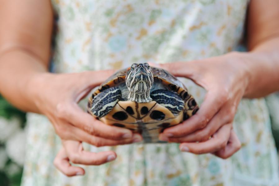 Schildkröte in der Hand getragem