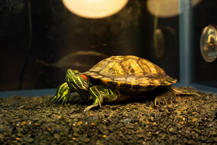 Schildkröte unter einer Wärmelampe am sonnen