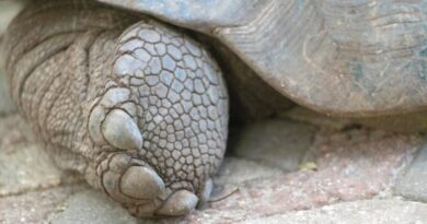 a close up of a turtle laying on the ground
