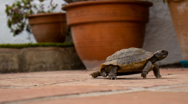 a small turtle sitting on the ground next to a potted plant