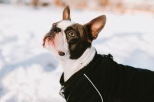 a dog wearing a black jacket in the snow
