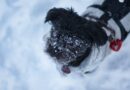a small black dog standing in the snow