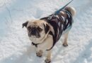 fawn pug with blue and white striped shirt on snow covered ground