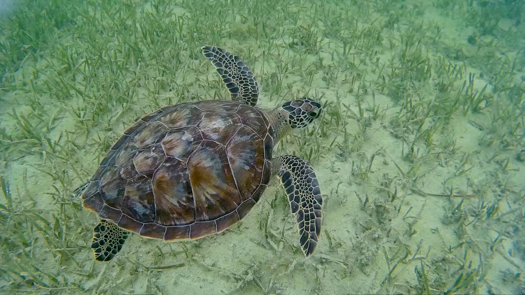 Alte Schildkröte am schwimmen