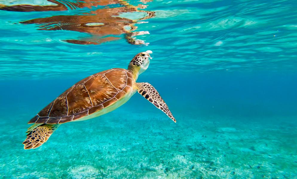 Schildkröte unter Wasser am schwimmen
