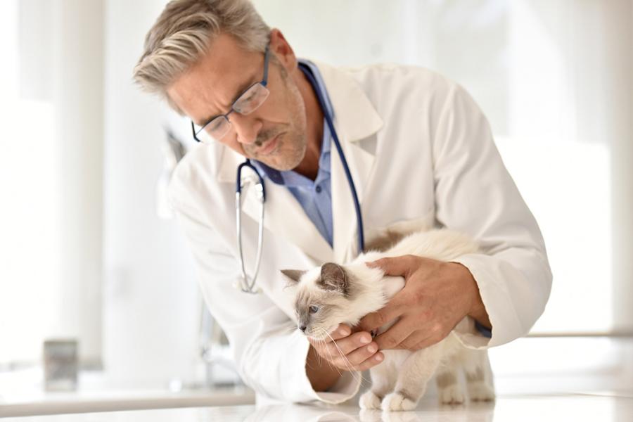 Gesunde Katze beim Tierarzt