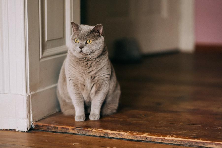Übergewichtige Katze vor der Tür