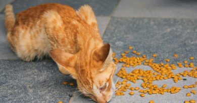 orange tabby cat on gray concrete floor