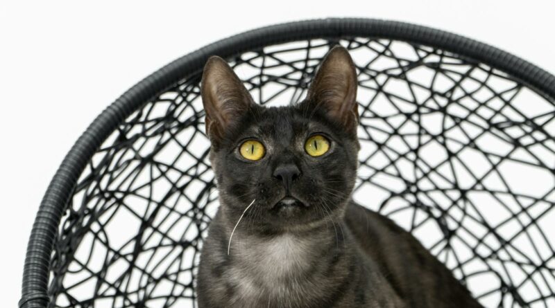 Beautiful black savannah kitten with yellow eyes