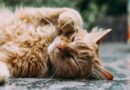 orange Persian cat sleeping