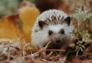 selective focus photography of white hedgehog on grass