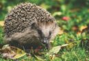 black and white hedgehog on green and red leaves