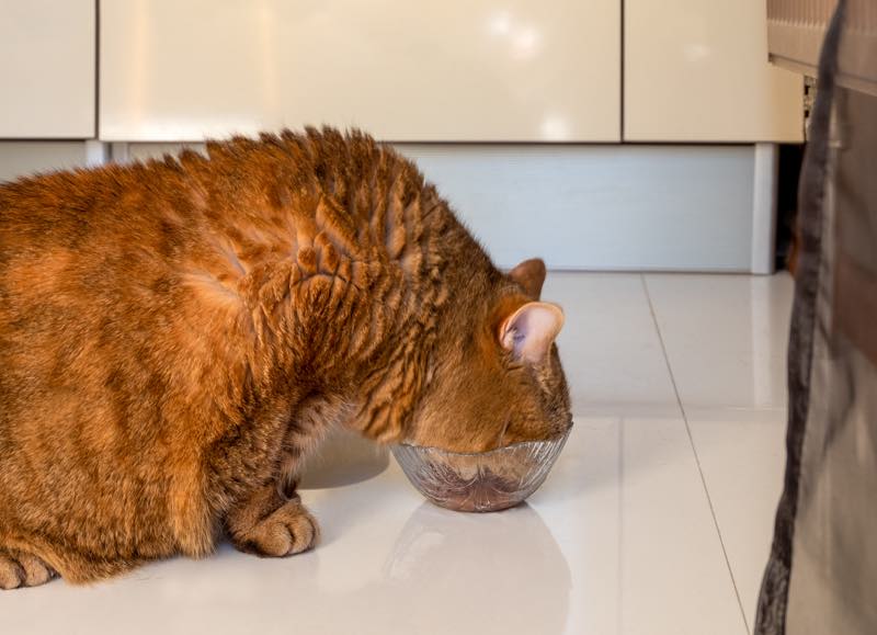 Übergewichtige Katze futtert