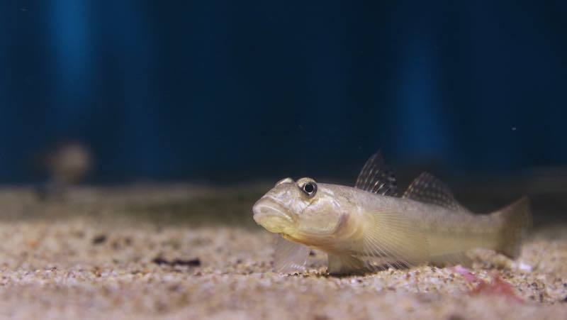 gründelnder Fisch im Aquarium